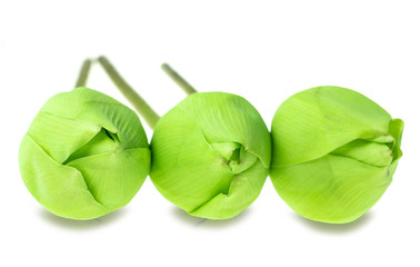 Fresh green lotus flower at white background © Thicha