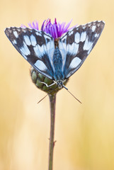 Marbled white (Melanargia galathea) female butterfly sits upside down on greater knapweed...