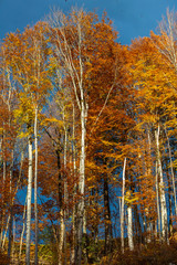 Autumnal Mood With Falling Leaves