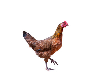 close up portrait of bantam chicken isolated on white background. File contains a clipping path.