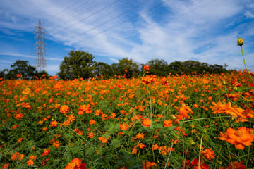 写真素材: コスモス