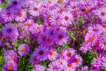 Fototapeta premium New England Aster With Bloom