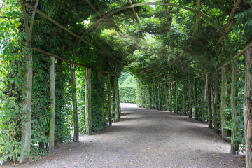 Path through a tunnel of plants