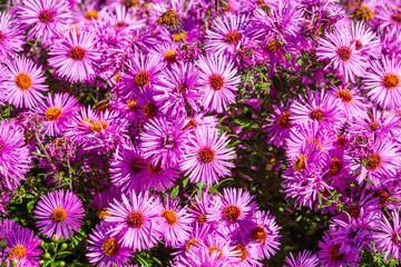 New England Aster With Bloom