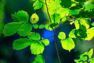 Yellow leaves in autumn