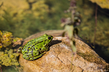 Green Frog Sitting On The Stone