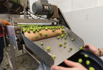 Olives in conveyer belt being packaged in barrels in olives factory