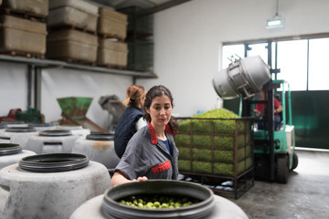 Woman looking olives fruits in barrel while her partners are filling a cage with a forklift