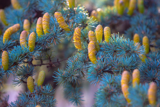 Cedrus deodara