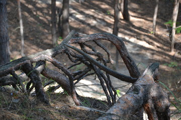 Beautiful summer landscape in the forest