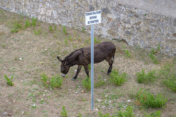 Esel auf Korsika vor Militärschild