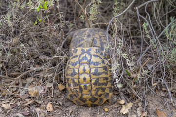 Landschildkröten auf Korsika