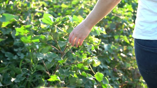 Woman hand touching and stroking top of cotton tree plant under sunlight