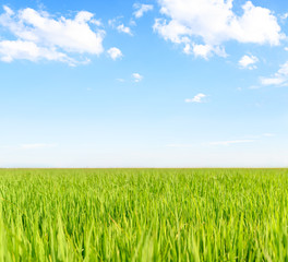 Green wheat field on a blue sky with white clouds