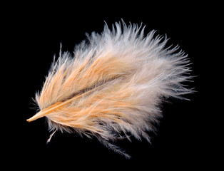 Colored ostrich feather isolated on black background