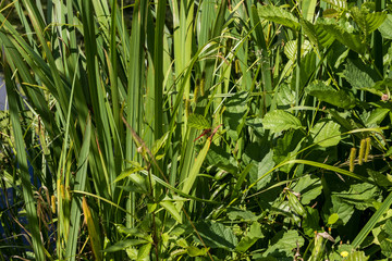 Gras mit roter Libelle