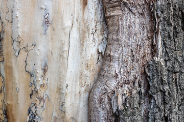 Sick tree without part of bark