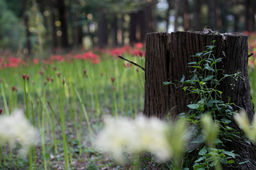 曼珠沙華　村上緑地公園　千葉県八千代市
