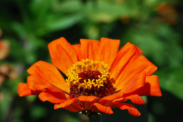 beautiful Orange Flower in fall