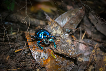 Beetle on leaf