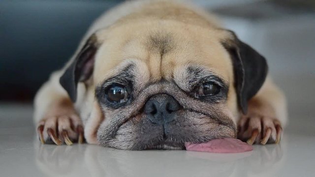 Close-up face of Cute pug puppy dog sleeping rest open eye by chin and tongue lay down on floor