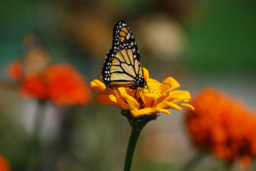 Yellow Monarch Butterfly on yellow flower