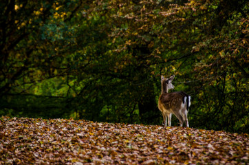 Beautiful young deer standing in the autumn forest with the autumn sunlight