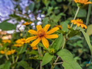 yellow flower in the garden