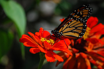 Profile of Monarch buttfly o red flower
