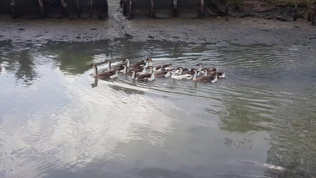 Geese swim happily in the river at Juru kampung,Pulau Pinang, Malaysia.