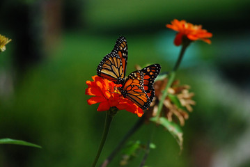Obraz na płótnie Canvas Two Monarch Butterflies on Orange Flower in Garden