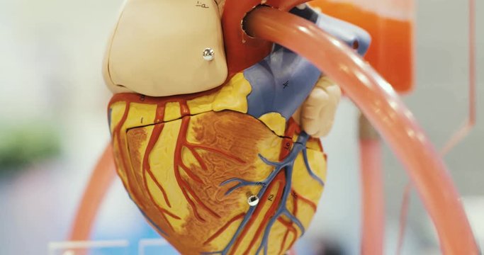 Closeup anatomical educational functioning robotic heart toy model for learning. Toy 3d model of the heart exhibit with tube through which liquid flows and circulating in science exibition in museum.