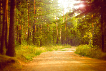 Obraz premium Magical autumn forest landscape. Sunrays in morning.