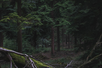 forêt