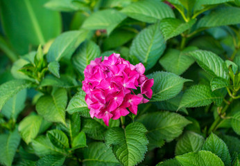 Beautiful blooming hydrangea bush with bright pink flowers and green leaves, growing in a summer garden