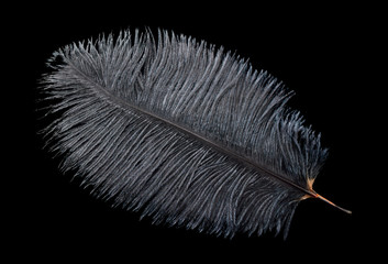 Black ostrich feather isolated on black background