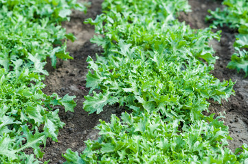 lettuce frisee in the beds with drip irrigation. Lettuce plantations - obrazy, fototapety, plakaty