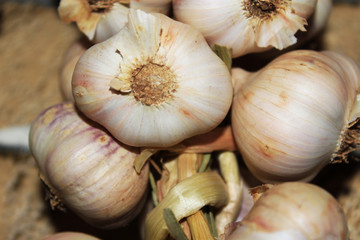  A bunch of garlic close-up.