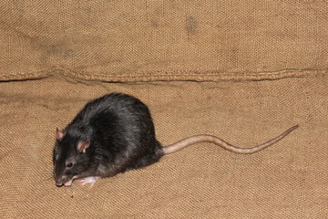 A gray rat sits on a brown cloth and eats seeds.
