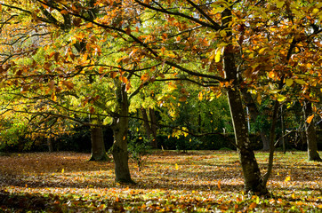 Beautiful Scandinavian forest with many colours  in Autumn 