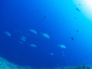 パラオ_コロール_スキューバダイビング