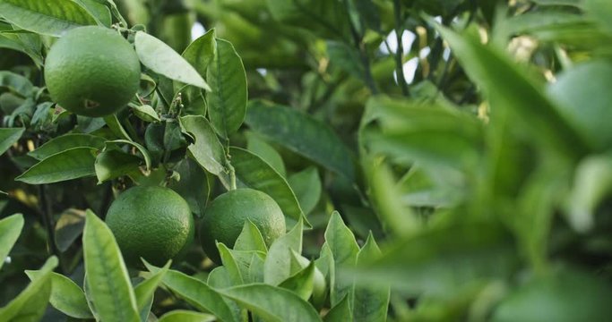 Green oranges (Citrus aurantium) growing on orange tree branches in Andalusia, Spain.