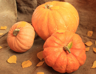 Three pumpkins close-up, fallen yellowed leaves of birch.
