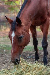 Dark brown horse eating hay