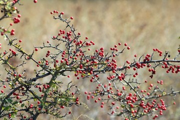Red Crataegus berries on a branch in autumn