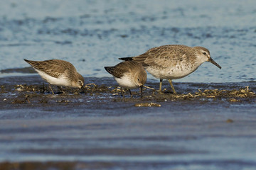 Dunlins and Red Knot