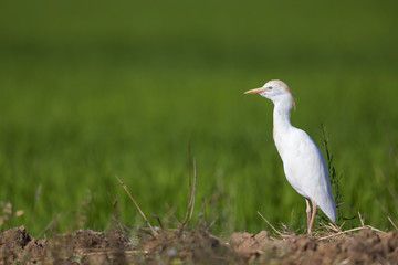 A cattle egret (Bubulcus ibis) perched in the rice fields of the Algarve Portugal