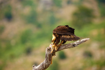 The Spanish imperial eagle (Aquila adalberti), also known as the Iberian imperial eagle, Spanish or...