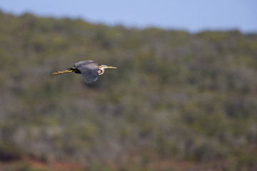 A purple heron (Ardea purpurea) starting to land on one of the rice paddy fields in Portugal.