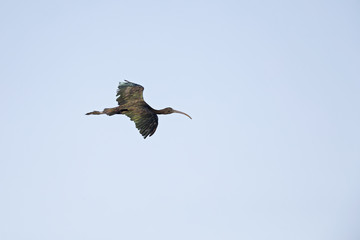 A glossy ibis (Plegadis falcinellus) banking and starting to land on one of the rice paddy fields in Portugal.